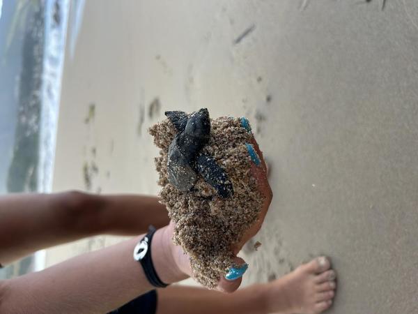 tortue marine trouvée en corse