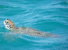 Tortue verte ?