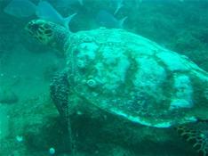 Tortue