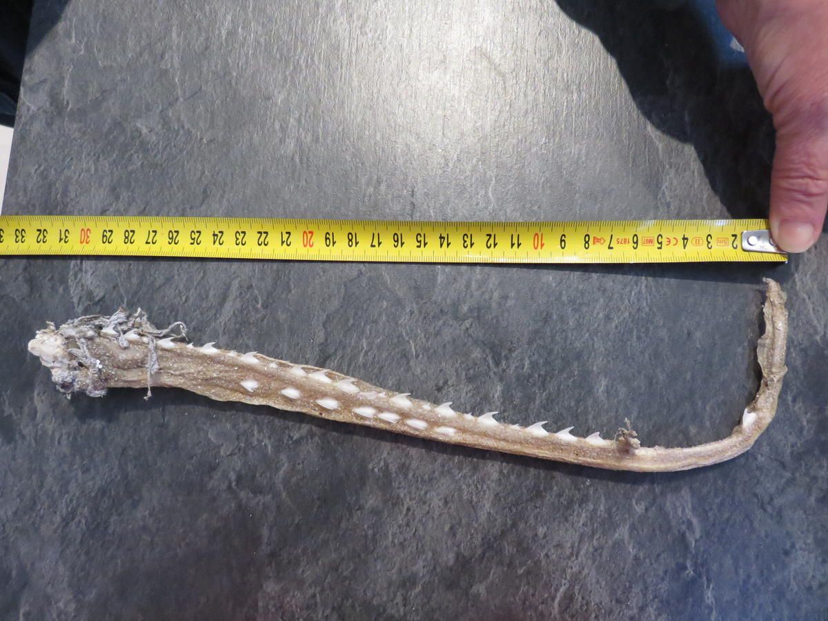 <p>Bonsoir, </p><p>J'ai celle d'une une cousine  un peu moins armée, retrouvée sur une plage de l'île d'Oléron, jetée par dessus bord d'un bateau d...