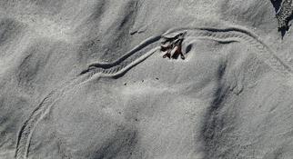 Trace