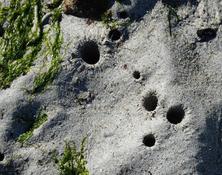 Traces d'arénicole ?