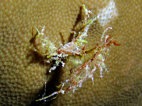 Très beau certes, mais ... ?