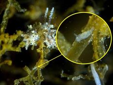 Très petits doridiens sur Amathia verticillata​ (bryo spaghetti) à Thau