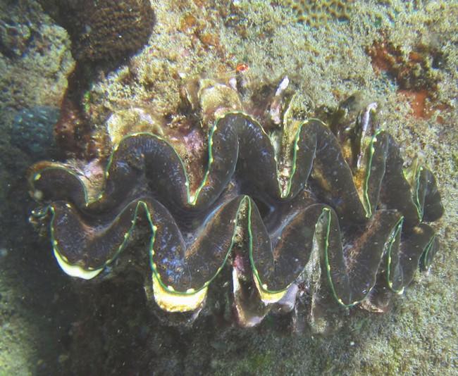 Tridacna squamosa ?