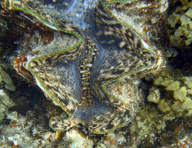 For a moment i thought that your thirth picture was a T. Costata (old name, not accepted anymore, now T. squamosina) but it misses the stripes on t...
