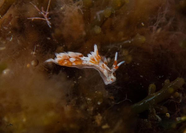 Trinchesia minioestriata