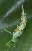 Trinchesia morrowae ?
