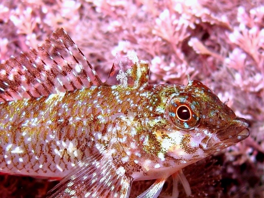 <p><span class="short_text"><span class="">Male <em>T. tartessicum</em> (parce-que photographié à Menorca)<br></span></span></p><p> - le museau plu...