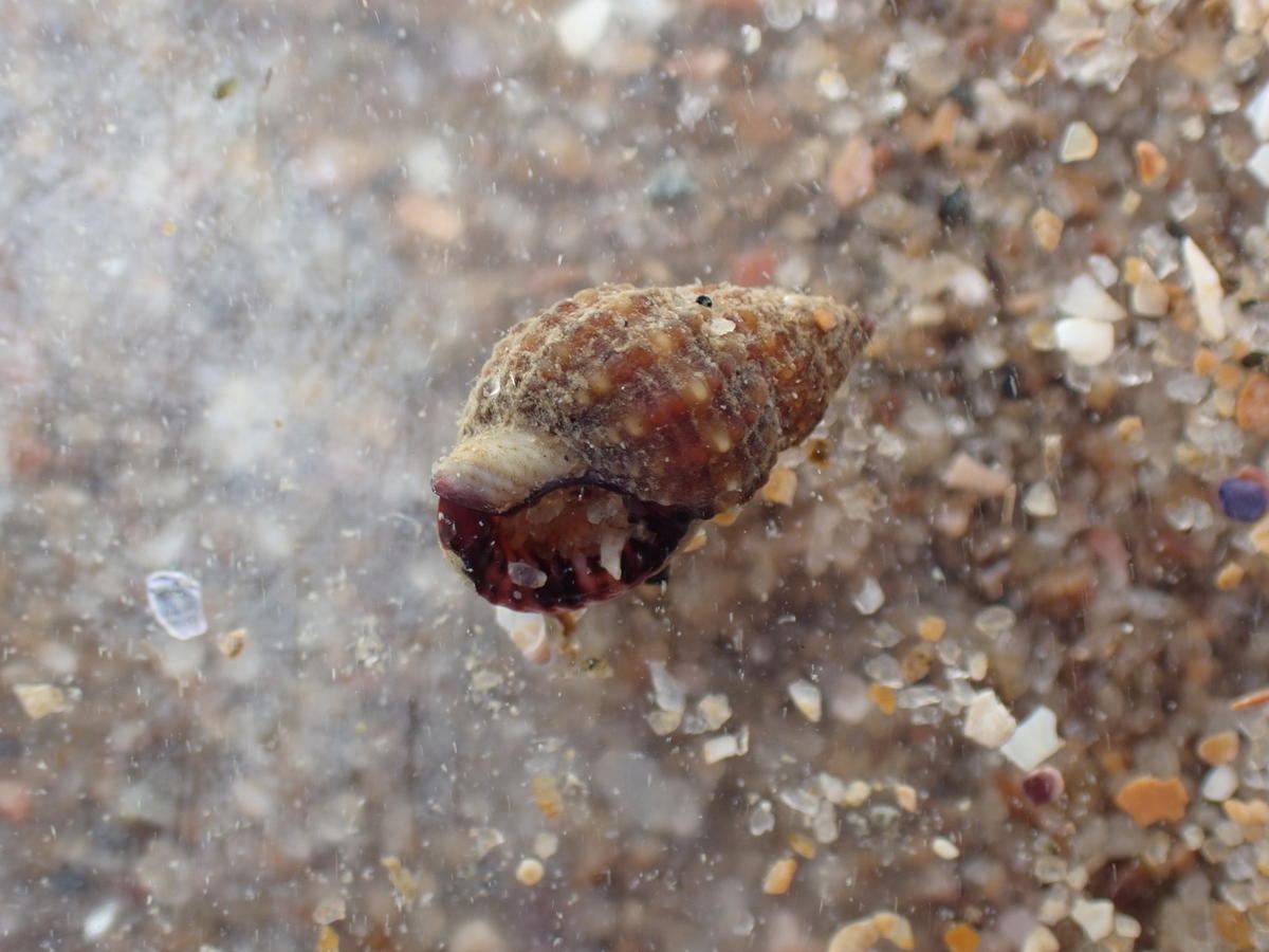 Tritia varicosa