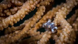 Tritonia des gorgones