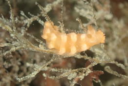 Tritonia des gorgones ou autre espèce?