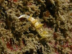 Tritonia manicata