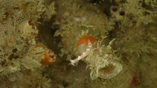 Tritonie des gorgones en vadrouille ?