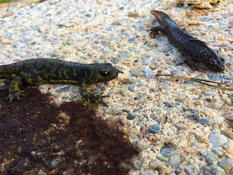 Triturus marmoratus