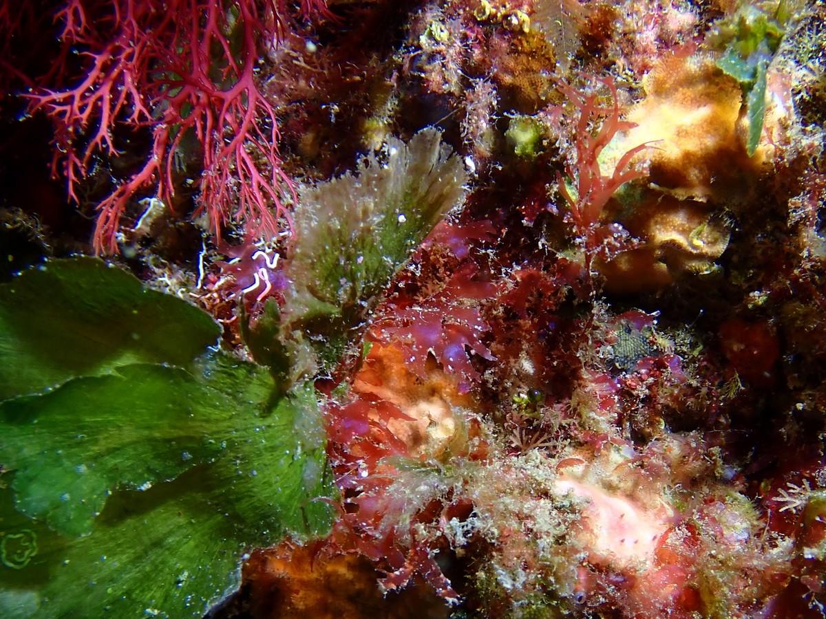 Trois algues rouges à déterminer