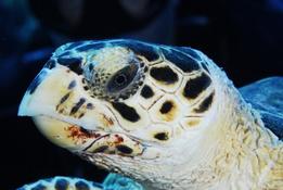 trou dans la mâchoire inférieure d'une tortue imbriquée