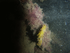 Trouvé étang de THAU fin octobre 2025