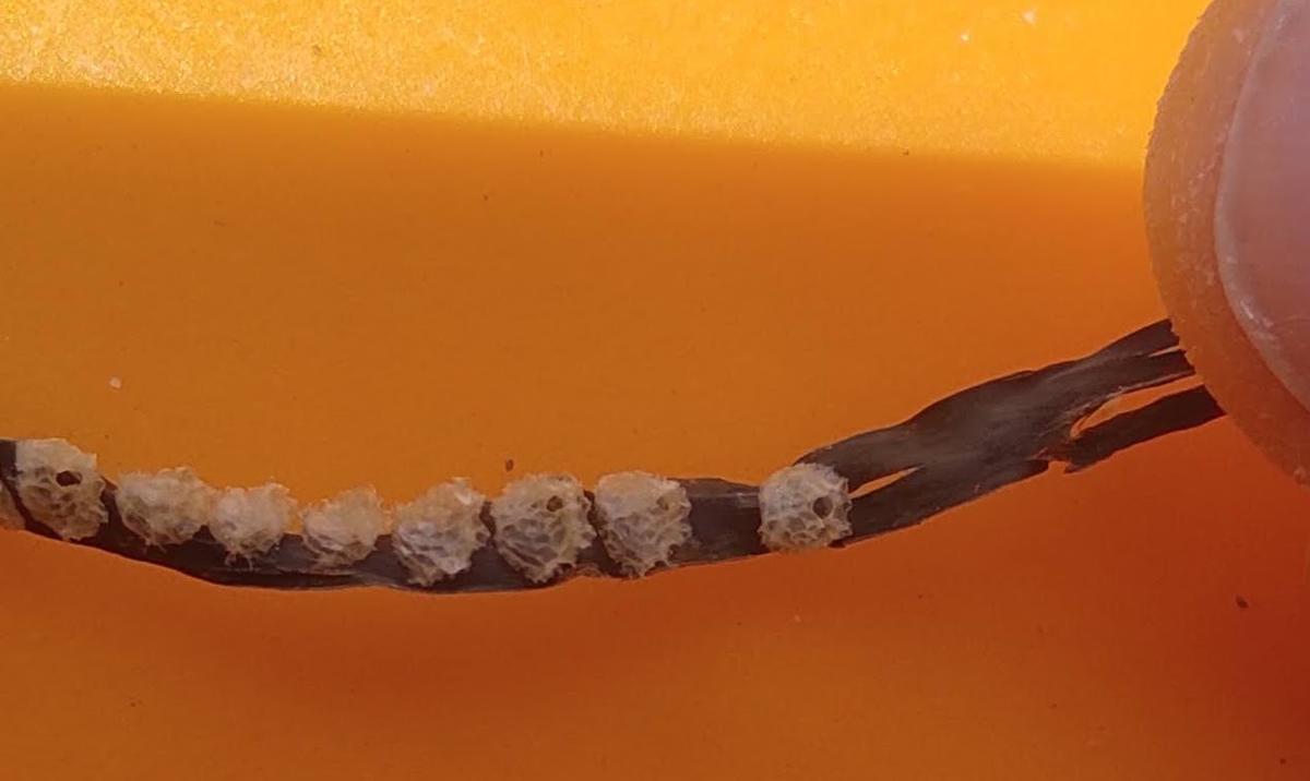 trouvé sur la plage vers le massif du Garraf (catalunya)