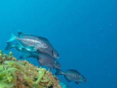 Truite en mer