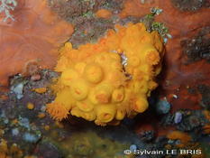 Tubastraea, Dendrophyllia ou Astroides en France ?