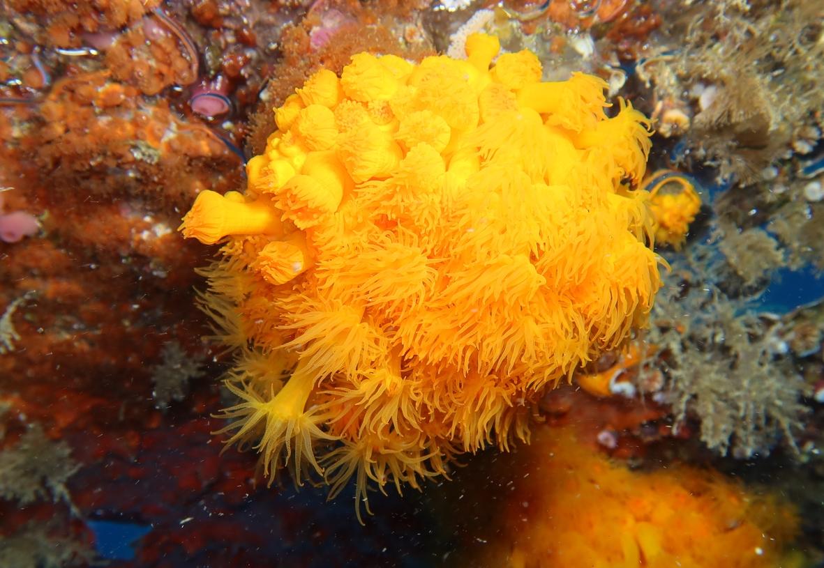 <p>Sylvain, je rajoute une photo, histoire d'illustrer ce magnifique corail bien déployé. Une belle découverte. Merci de me l'avoir montré.</p>