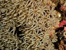 Tubipora musica?