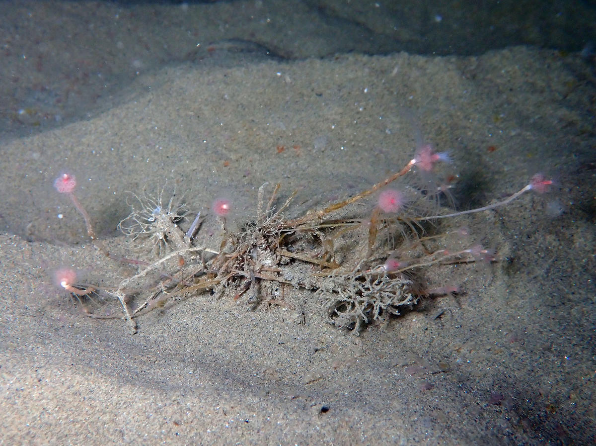 <p>Je n'avais pas pensé non plus à cette espèce, mais normalement ce sont des polypes solitaires et l'hydrocaule est strié longitudinalement, ce qu...
