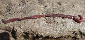 Tubulanus sp?