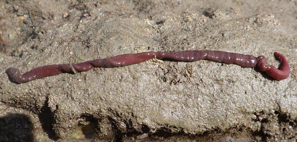 Tubulanus sp?