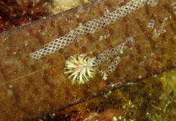 Tubulipora ?