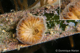 Tubulipora ?