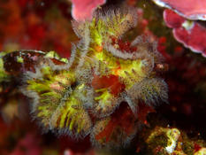 Tubulipora spp ?
