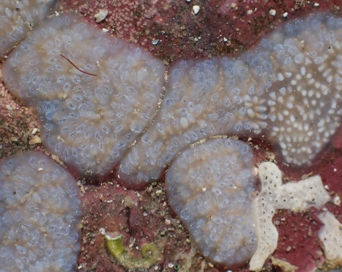 Tunicado a determinar