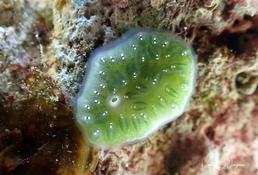 Tunicier : Lissoclinum punctatum