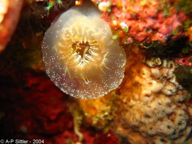 J'avais identifié ces ascidies (voir photos) comme <em>Ascidia ornata</em>. Vous pensez que l'on est sur les mêmes espèces ?