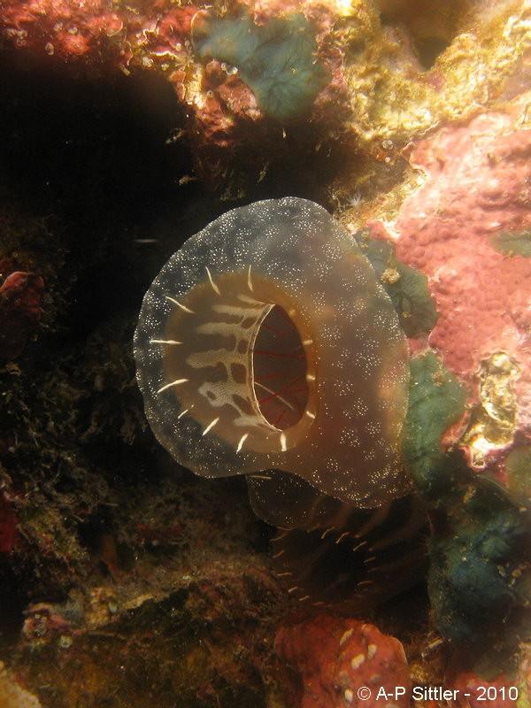 J'avais identifié ces ascidies (voir photos) comme <em>Ascidia ornata</em>. Vous pensez que l'on est sur les mêmes espèces ?