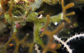 Turbicellepore