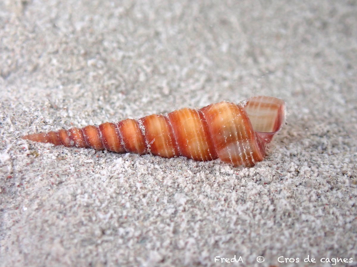 <p>Je pense aussi à Turritellinella tricarinata, en voici une photo in situ d'un individu vivant.</p>