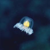 Turritopsis ???