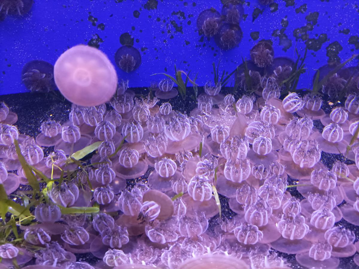 Type de meduseu