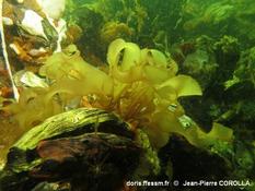 Ulva lactuca ?