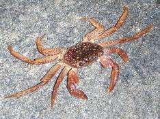 Un autre crabe du Cameroun