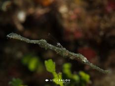 Un autre poisson fantome juvénile à identifier