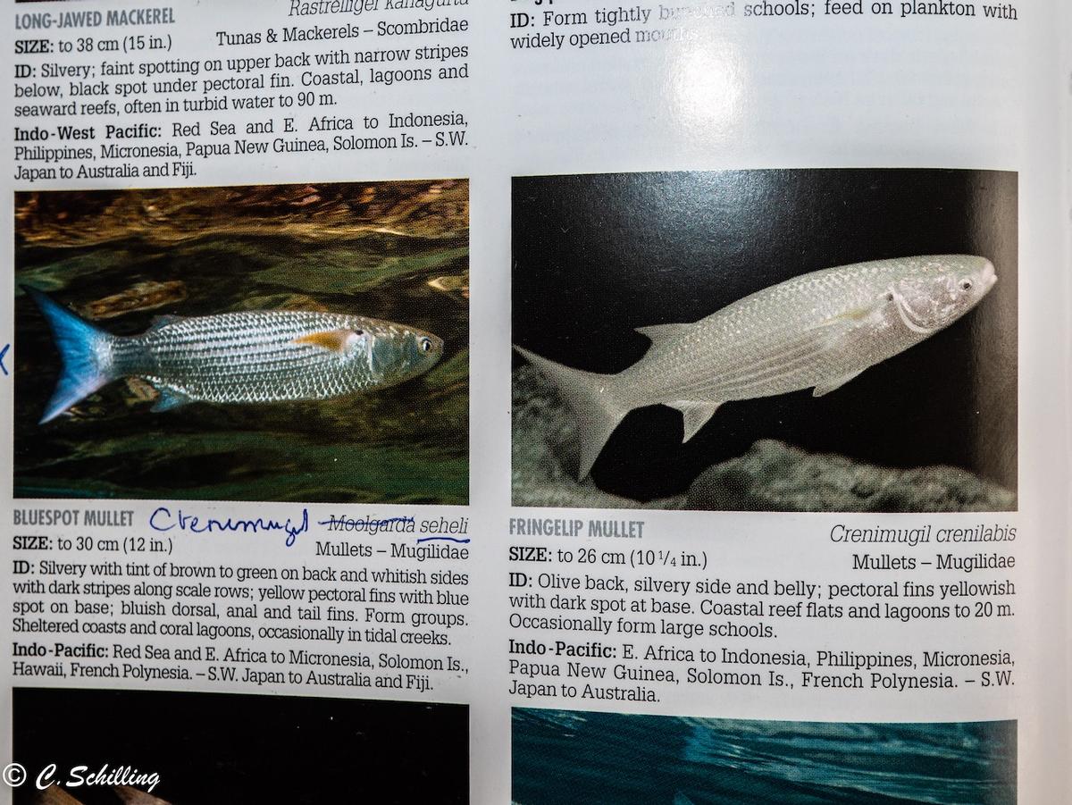 <p>Ci-joint une photo de l'ouvrage REEF FISH identification (sur les mulets). Tu pourras voir que le terme moolgarda est employé (ouvrage de 2015)...