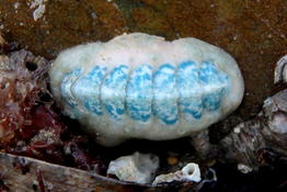 Un beau chiton bleu turquoise