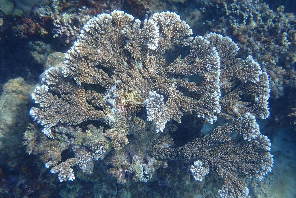 un bel Acropora, mais de quelle espèce ?