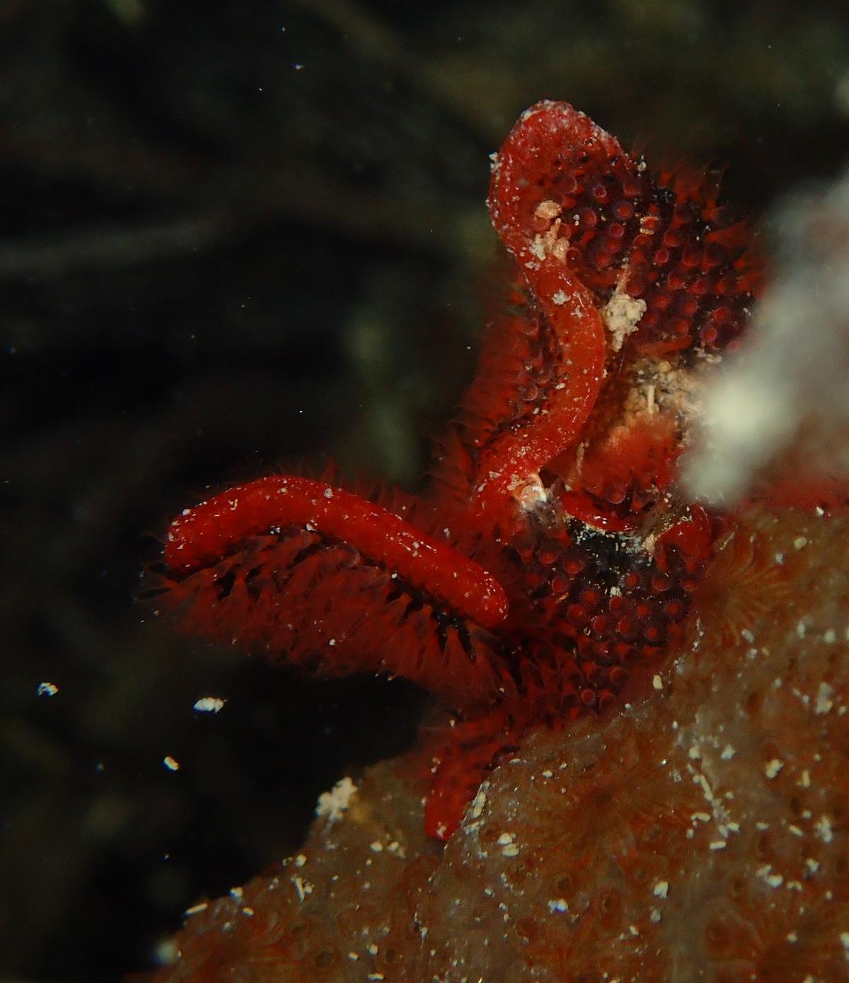 Un Bryozoaire avec des grands lophophores ??? merci