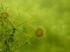 Un bryozoaire d'eau douce ?