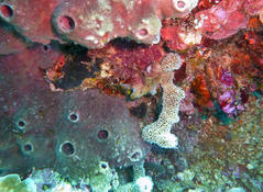 Un bryozoaire d'une forme étrange?